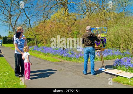 Un artiste peint une profusion de jacinthes au National Botanic Gardens, Glasnevin, Dublin, Irlande, au début de mai Banque D'Images