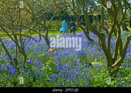 Un couple marchant parmi les cloches des jardins botaniques nationaux, Glasnevin, Dublin, Irlande au début du mois de mai Banque D'Images