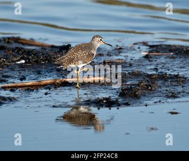 Sandpiper vue rapprochée de profil marchant sur le rivage dans la boue et l'eau à la recherche de nourriture dans son environnement et son habitat affichant des plumes brunes, y Banque D'Images