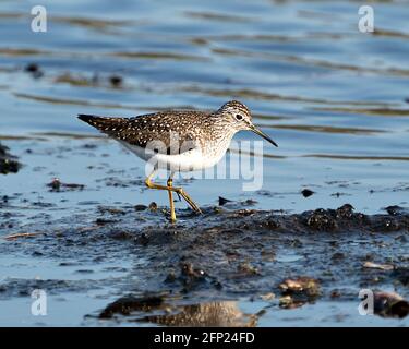 Sandpiper vue rapprochée de profil marchant sur le rivage dans la boue et l'eau à la recherche de nourriture dans son environnement et son habitat affichant des plumes brunes, y Banque D'Images