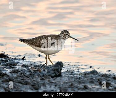 Sandpiper vue rapprochée de profil marchant sur le rivage dans la boue et l'eau à la recherche de nourriture dans son environnement et son habitat affichant des plumes brunes, y Banque D'Images