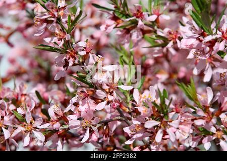 Amande naine (prunus tenella) fleurs roses au printemps Banque D'Images