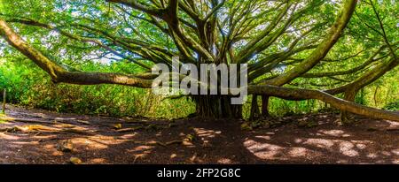 Banyan Tree On the Pipiwai Trail Haleakala National Park, Maui, Hawaii, États-Unis Banque D'Images