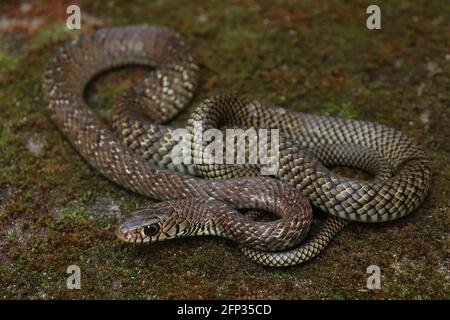 Un cliché de document intégral de serpent de rat indien (Ptyas mucosa) sous-adulte. Banque D'Images
