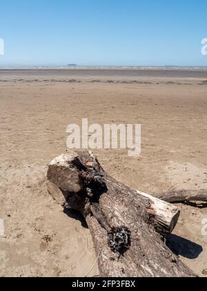 Un arbre lavé du canal de Bristol, sur Sand Bay près de Weston-super-Mare, dans le nord du Somerset. Banque D'Images