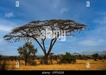 Arbre en acacia avec nids de tisserand Banque D'Images