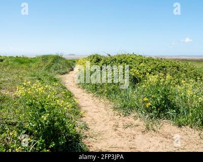 Un sentier mène entre les dunes de Sand Bay, près de Weston-super-Mare, dans le nord du Somerset Banque D'Images