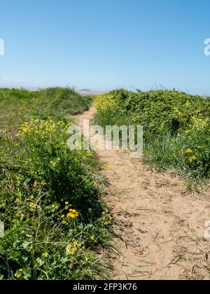 Un sentier mène entre les dunes de Sand Bay, près de Weston-super-Mare, dans le nord du Somerset Banque D'Images