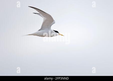 Little Tern en vol au Ferrybridge Chesil Beach Dorset Banque D'Images