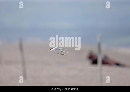 Little Tern en vol au Ferrybridge Chesil Beach Dorset Banque D'Images