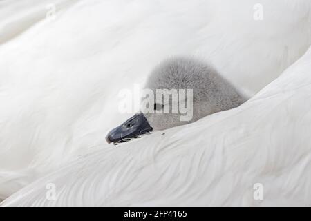 Mute Swan cygnet sur un adulte de retour à Abbotsbury Swannery Dorset Banque D'Images