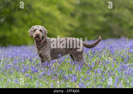 chien de labradoodle debout dans la prairie de fleurs de bluebell Banque D'Images