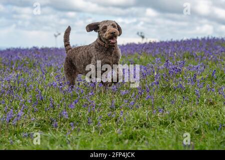 Labradoodle chien courant à travers les fleurs de bluebell Banque D'Images