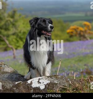 border collie debout sur un rocher Banque D'Images