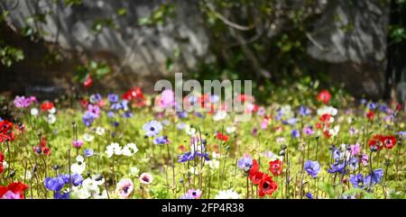 belles fleurs colorées, fond de fleurs, arrière-plans, rouge, violet, bleu, rose, blanc, modèle de carte, fleurs sauvages, coquelicot, nature, monde naturel, Banque D'Images