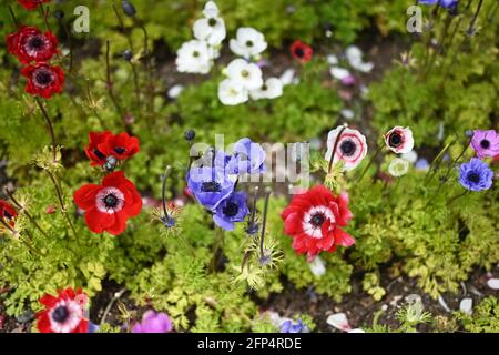 belles fleurs colorées, fond de fleurs, arrière-plans, rouge, violet, bleu, rose, blanc, modèle de carte, fleurs sauvages, coquelicot, nature, monde naturel, Banque D'Images
