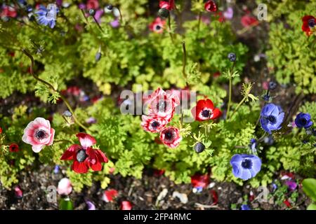belles fleurs colorées, photo de fond de fleur Banque D'Images