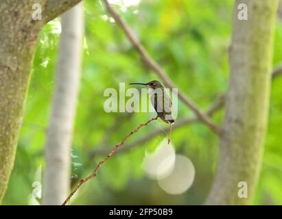 Colibri d’Anna adulte et naissant, en nid et dans un arbre le 20 mai 2021 à Los Angeles, Californie. Photo de Jennifer Graylock-Graylock.com 917-519-7666 Banque D'Images