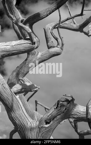 arbre mort bien abîmé suffolk angleterre Banque D'Images