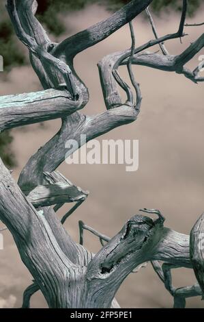 arbre mort bien abîmé suffolk angleterre Banque D'Images