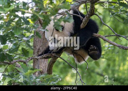 Washington, États-Unis. 20 mai 2021. Xiao Qi Ji, un mâle géant de 9 mois, panda cub, joue dans un arbre au Smithsonian National Zoo de Washington, DC, le jeudi 20 mai 2021. Le Smithsonian National Zoo rouvre ses portes au public vendredi depuis sa fermeture en raison de Covid-19. Photo par Tasos Katopodis/UPI crédit: UPI/Alay Live News Banque D'Images