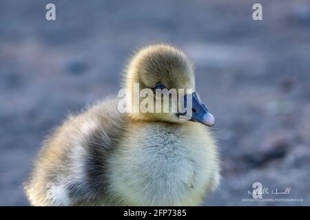 Bébé Gosling en gros plan Banque D'Images