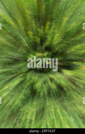 Prise de vue verticale d'un arrière-plan d'arbre vert permanent avec flou de zoom. Banque D'Images