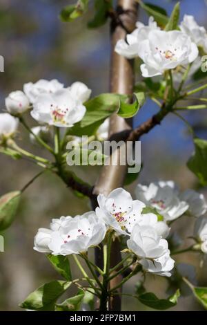 Branches de poires avec fleurs, bourgeons et feuilles par temps ensoleillé. Banque D'Images