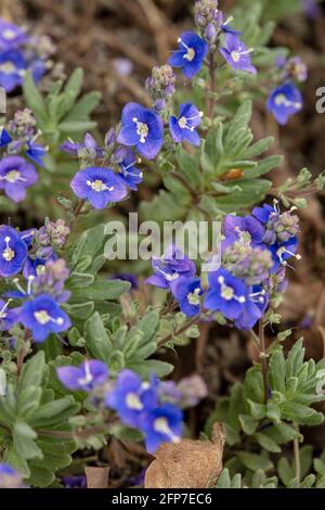 Veronica orientalis fleurit au printemps Banque D'Images