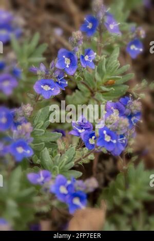 Veronica orientalis fleurit au printemps Banque D'Images