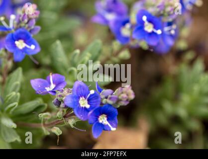 Veronica orientalis fleurit au printemps Banque D'Images