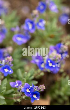 Veronica orientalis fleurit au printemps Banque D'Images