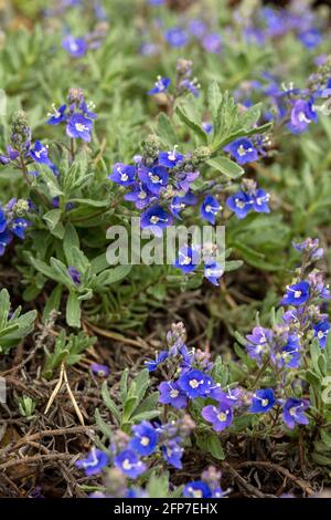 Veronica orientalis fleurit au printemps Banque D'Images