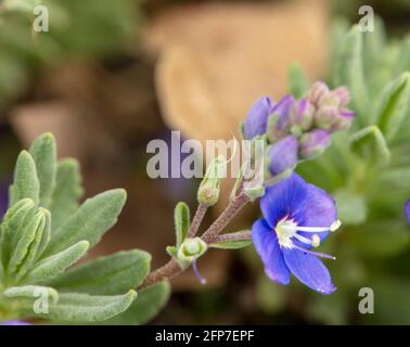 Veronica orientalis fleurit au printemps Banque D'Images