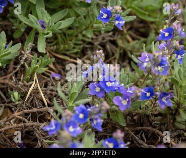 Veronica orientalis fleurit au printemps Banque D'Images