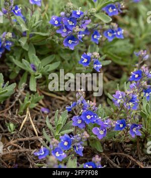 Veronica orientalis fleurit au printemps Banque D'Images