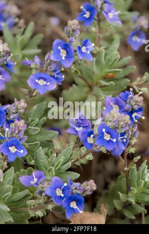 Veronica orientalis fleurit au printemps Banque D'Images