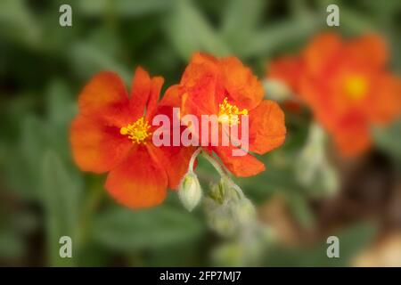 Helianthemum 'Henfield Brilliant', rosace rocheuse 'Henfield Brilliant', floraison sous le soleil de printemps Banque D'Images