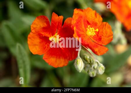 Helianthemum 'Henfield Brilliant', rosace rocheuse 'Henfield Brilliant', floraison sous le soleil de printemps Banque D'Images