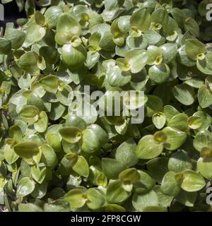 Callisia repens, également connu sous le nom de plante inepticeuse, mécoulis boliviens ou vigne tortue, est une plante inepticeuse succulente de la famille des Commelinaceae. Usine dans Banque D'Images