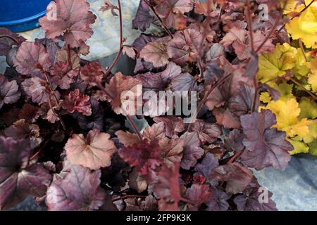 Heuchera été indien sur la pelouse, les feuilles de curly sont orange mandarine. Motif Gadern Banque D'Images