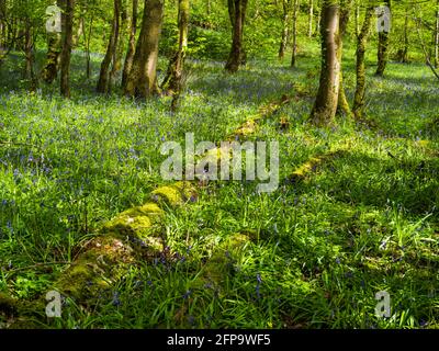 Bluebells tapis le sol d'une forêt à Cessnock près de Galston dans l'est du Ayrshire, en Écosse. Banque D'Images