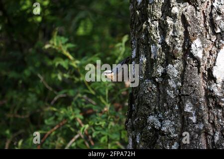 La Nuthatch eurasienne est assise sur un tronc de bouleau. Banque D'Images