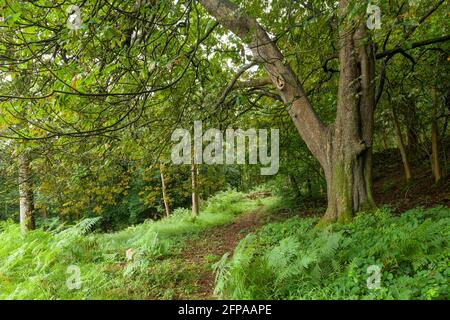 Un arbre de châtaigne à cheval (Aesculus hippocastanum) au belvédère de Dolebury Warren, dans les collines de Mendip, Somerset, Angleterre. Banque D'Images