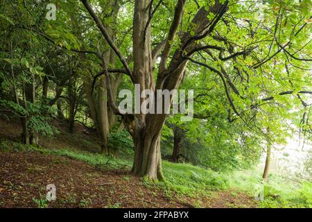 Un arbre de châtaigne à cheval (Aesculus hippocastanum) au belvédère de Dolebury Warren, dans les collines de Mendip, Somerset, Angleterre. Banque D'Images