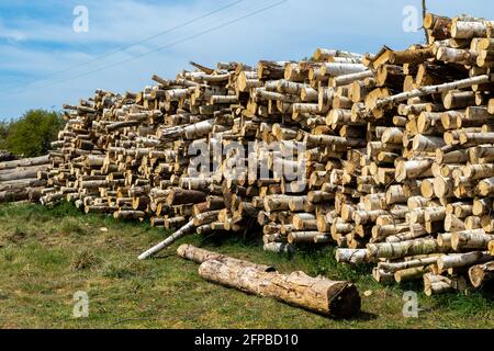 Grumes de bois empilées et troncs d'arbres qui ont été abattus à des fins de conservation Banque D'Images