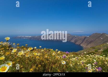 Paysage grec avec la caldeira de l'île de Santorini en Grèce avec des fleurs sauvages en premier plan. Banque D'Images