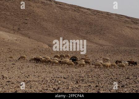 Moutons pageant sur le sol rocheux dans un lit de rivière sec au pied d'une colline dans l'aride, même si c'est l'hiver, le désert de Judée, Israël. Banque D'Images