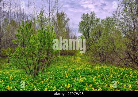 Glade fleurie en forêt de printemps avec des fleurs jaunes de Corydalis bracteata couvertes - paysage printanier. Un de primrosiers fleurs en tai sibérien Banque D'Images