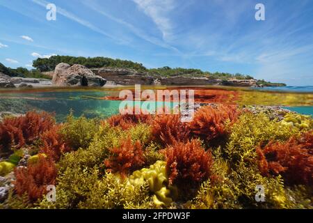 Algues sous l'eau près de la rive de la mer en Méditerranée, vue partagée sur et sous la surface de l'eau, Catalogne, Tarragone, Costa Dorada, Espagne Banque D'Images